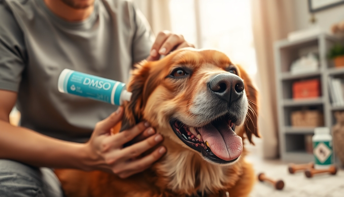 Dog receiving DMSO for dogs treatment, showcasing care and healing in a warm home environment.